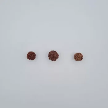 1 Mukhi Rudraksh Beads
