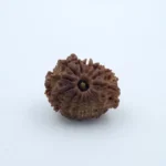 13 Mukhi Rudraksha – Nepal