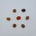 2 Mukhi Rudraksh – Nepal