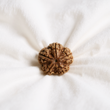 5 Mukhi Rudraksha Nepal