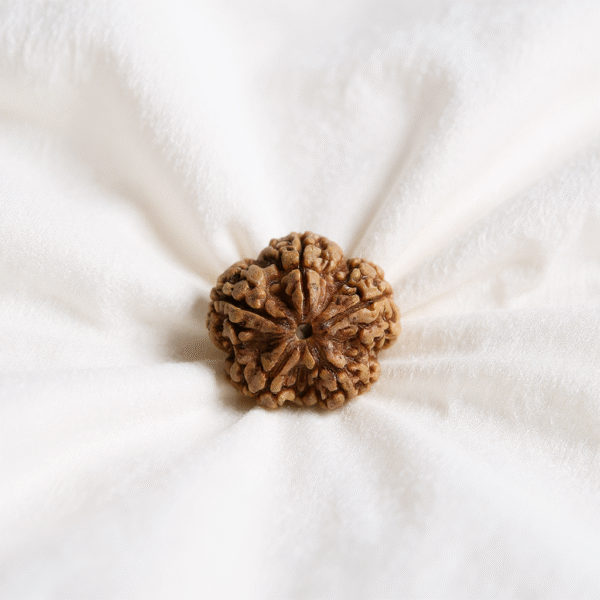 5 Mukhi Rudraksha