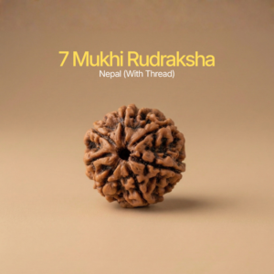 7 Mukhi Rudraksha Nepal (With Thread)