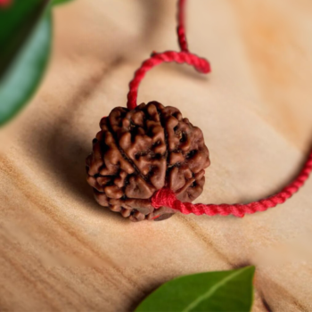 6 Mukhi Rudraksha Nepal