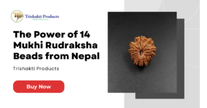 14 mukhi rudraksha