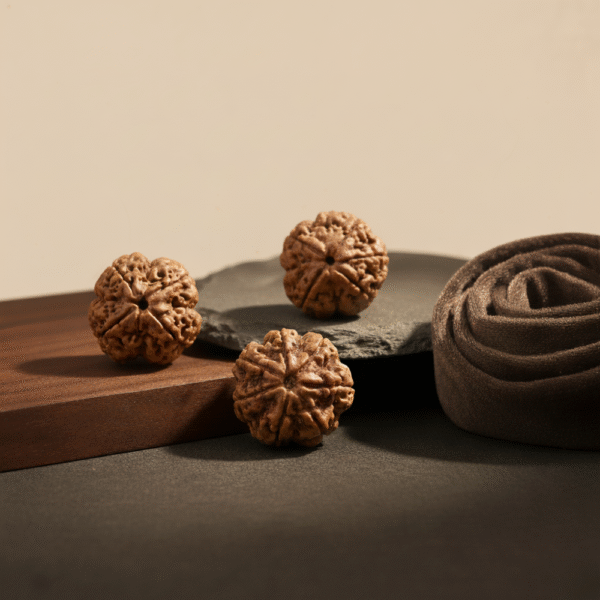 4 Mukhi Rudraksha 5 Mukhi Rudraksha 7 Mukhi Rudraksha