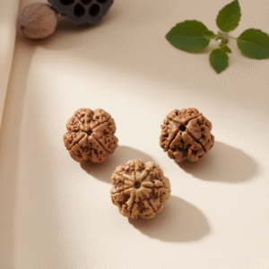 4 Mukhi Rudraksha 5 Mukhi Rudraksha 7 Mukhi Rudraksha